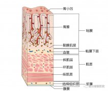 【消化胃腸】莆田福德消化專家教你認(rèn)識(shí)慢性非萎縮性胃炎（慢性淺表性胃炎）